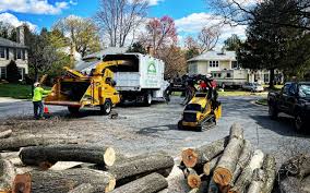 How Our Tree Care Process Works  in  Conway, FL