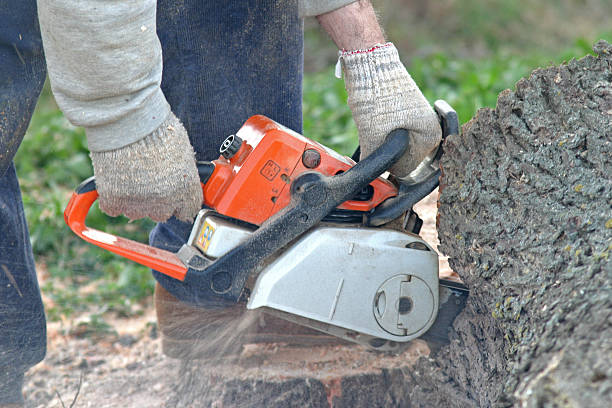 Best Tree Trimming and Pruning  in Conway, FL